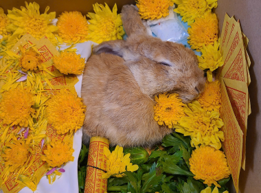 Bé Bánh Mì